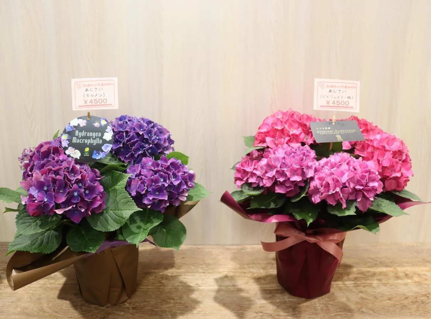 🌸母の日ギフトに!おしゃれな『あじさい鉢』が限定入荷しました...